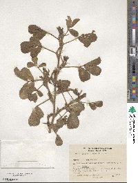 Arachis hypogaea image