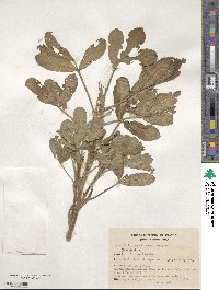 Arachis hypogaea image