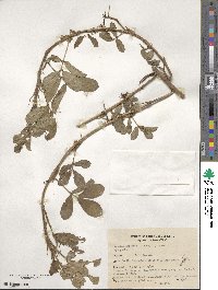 Arachis hypogaea image