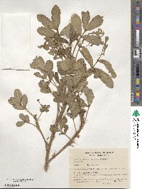 Arachis hypogaea image