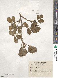 Arachis hypogaea image