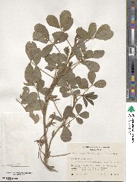 Arachis hypogaea image