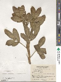 Arachis hypogaea image