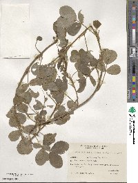 Arachis hypogaea image