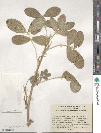 Arachis hypogaea image