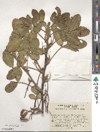 Arachis hypogaea image