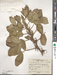 Arachis hypogaea image