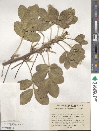 Arachis hypogaea image