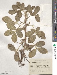 Arachis hypogaea image