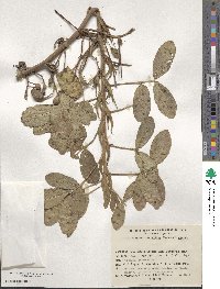 Arachis hypogaea image