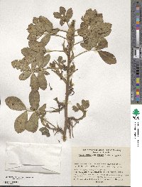 Arachis hypogaea image