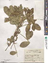 Arachis hypogaea image