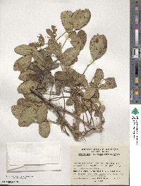 Arachis hypogaea image