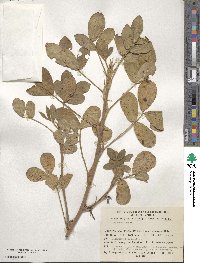 Arachis hypogaea image