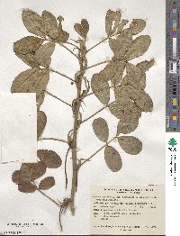 Arachis hypogaea image