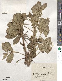 Arachis hypogaea image