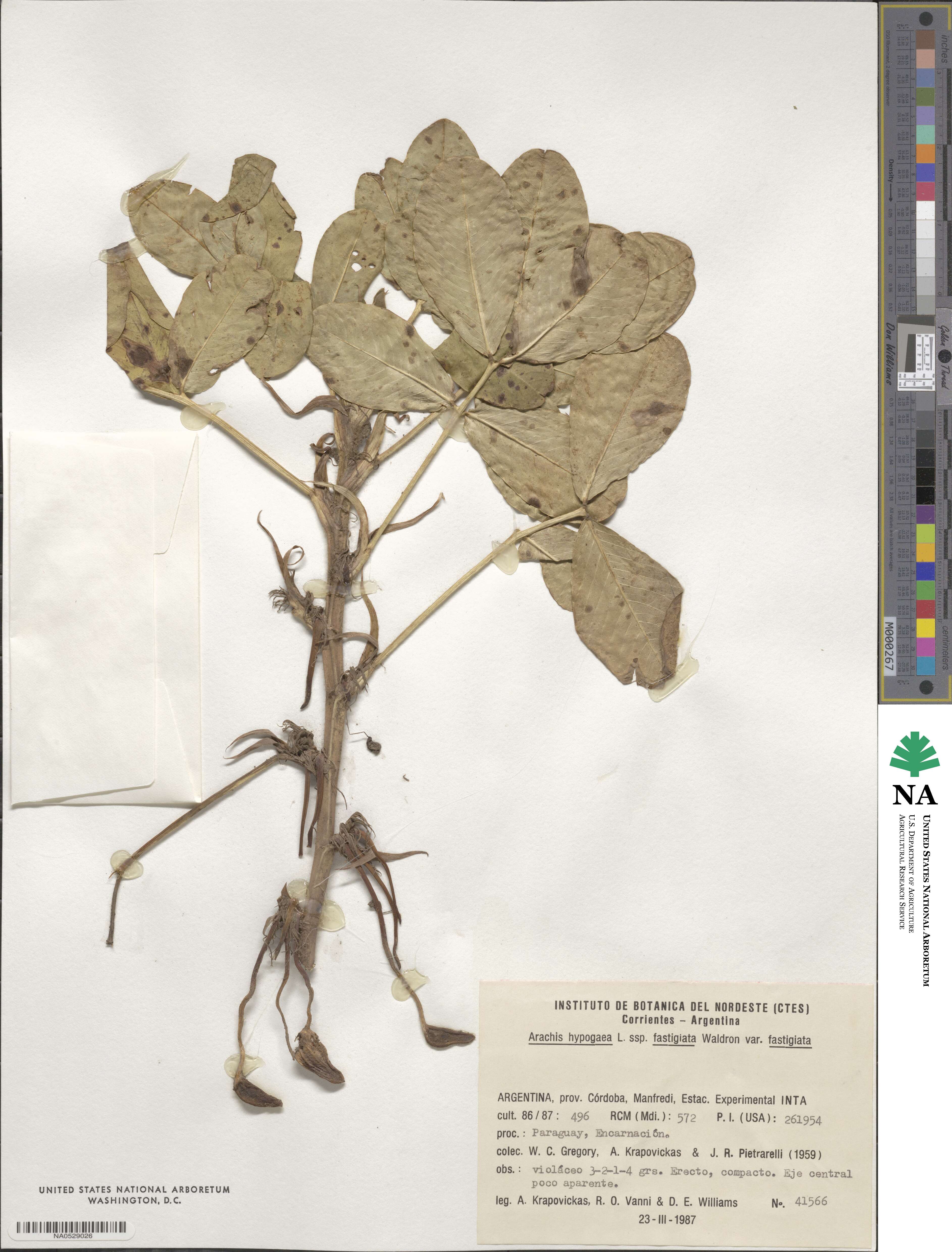 Arachis hypogaea image