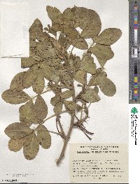 Arachis hypogaea image