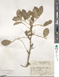 Arachis hypogaea image