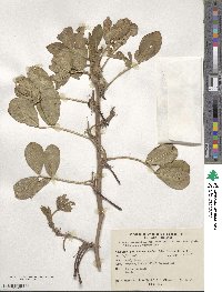 Arachis hypogaea image