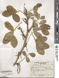 Arachis hypogaea image