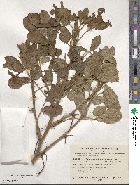 Arachis hypogaea image