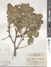 Arachis hypogaea image