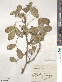 Arachis hypogaea image