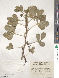 Arachis hypogaea image