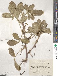 Arachis hypogaea image