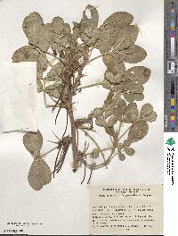 Arachis hypogaea image