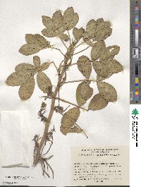 Arachis hypogaea image