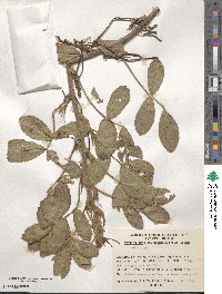 Arachis hypogaea image