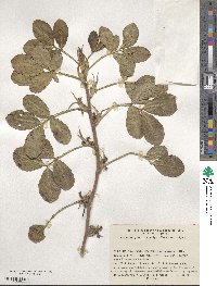 Arachis hypogaea image