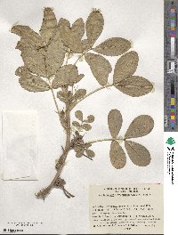 Arachis hypogaea image