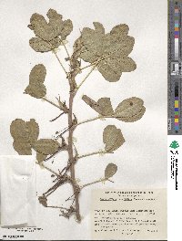 Arachis hypogaea image