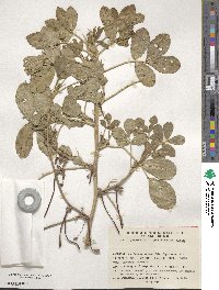 Arachis hypogaea image