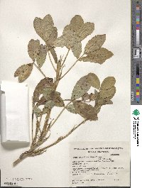 Arachis hypogaea image