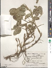 Arachis hypogaea image