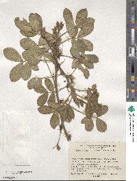 Arachis hypogaea image