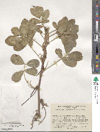 Arachis hypogaea image