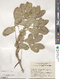 Arachis hypogaea image