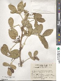 Arachis hypogaea image