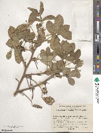 Arachis hypogaea image