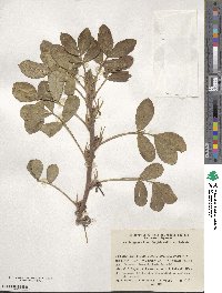 Arachis hypogaea image