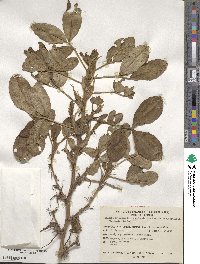 Arachis hypogaea image