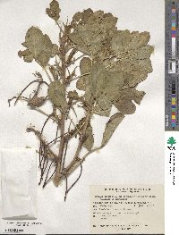 Arachis hypogaea image