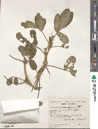 Arachis hypogaea image