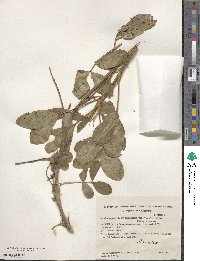 Arachis hypogaea image