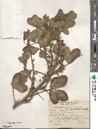 Arachis hypogaea image